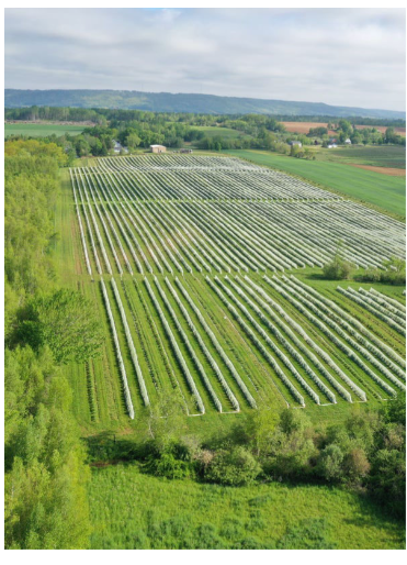 Haskap Highland Orchards grassland fields in Nova Scotia, Canada