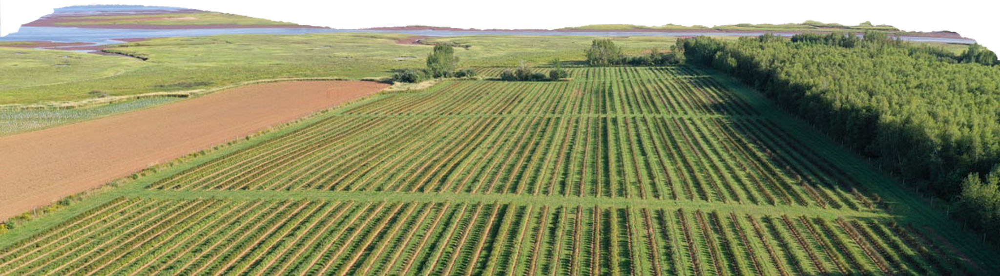 Aerial shot of Haskap Highland Orchards in Nova Scotia, Canada