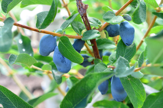 A close-up of a vibrant Haskap bush in the sunshine.