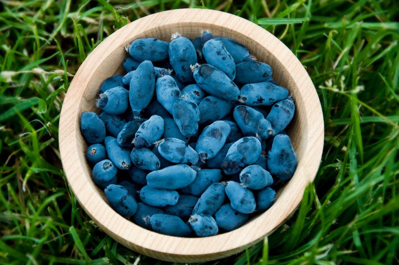 Close-up image of bright blue haskap berries, bursting with goodness, in a wooden bowl