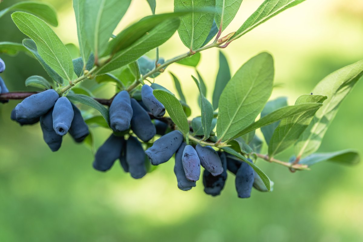 Haskap berries, known as a super berry, growing on a bush