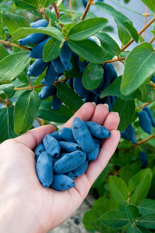 Woman's hand outstretched with blue honeysuckle haskap berries in it